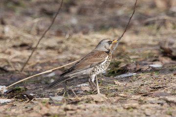 Fieldfare sitting on ground in early spring. Beautiful, insolent common thrush. Bird in wildlife.
