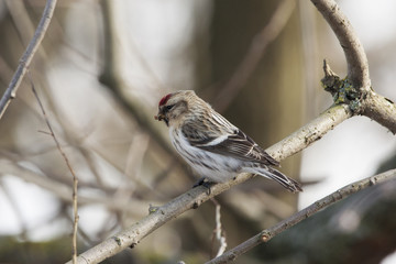 Redpoll female, cute bird with red forehead sitting on branch and eating. Bird in wildlife.