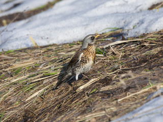 Fieldfare sitting on ground in early spring. Beautiful, insolent common thrush. Bird in wildlife.