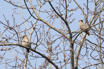 Bohemian waxwing sitting on branch. Beautiful insolent migrant birds with nice voice.  Bird in wildlife.