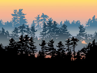 Silhouette of a northern evergreen forest in calm evening sunset light.