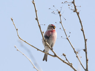Redpoll male, cute bird with red forehead and chest sitting on branch. Bird in wildlife.