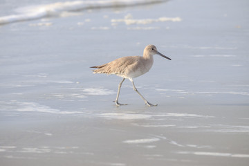 Sandpiper on the beach