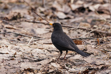 Obraz premium Common blackbird sitting on ground with old foliage. Beautiful black thrush. Bird in wildlife.