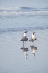 Seagulls on the beach
