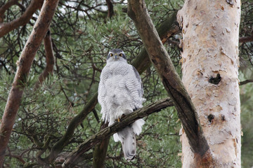 Northern goshawk sitting on branch. Powerful and beautiful bird of prey. Front view. Bird in wildlife.