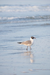 Seagull on the beach