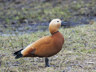 Ruddy shelduck standing on grass and doing morning exercise. Beautiful orange duck. Bird in wildlife.
