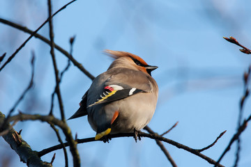 Bohemian waxwing sitting on branch. Beautiful insolent migrant birds with nice voice.  Bird in wildlife.