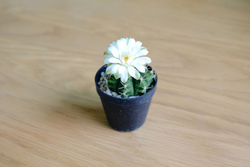 Gymnocalycium cactus with flower blooming