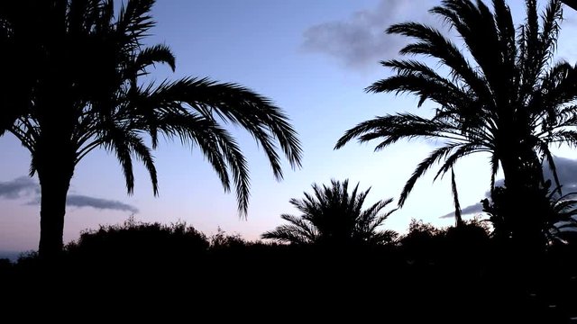 Palmen Silhouette blauer Himmel Abend