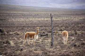 Vigognes de l'altiplano andin au Pérou