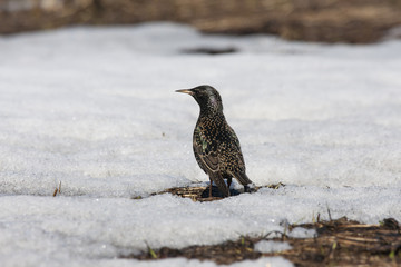 Common starling on ground alone arounded by snow. Emptyness and lonelyness. Beautiful spotted sad bird. Bird in wildlife.