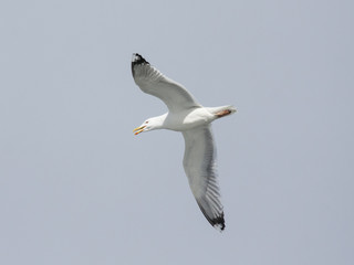 Caspian gull flying with open bill. Bird in wildlife.