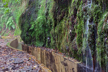 Foggy levada walk, Madeira II