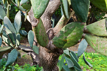 'Ich war hier': Cactus at Lisbon tropical botanical garden