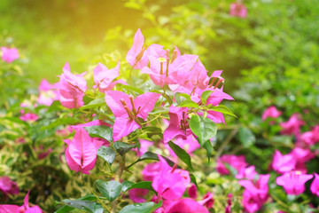 bougainvillea flower purple with green leaves beautiful in the garden. select focus shallow depth of field