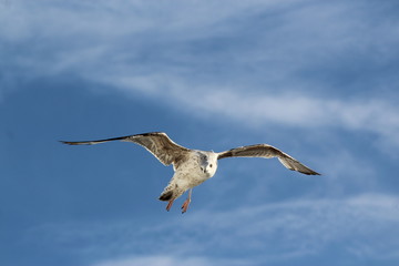 Seagull in the blue sky