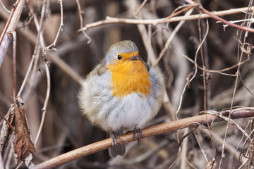 European robin sitting on branch and looking with curiosity. Beautiful and cute little fluffy bird with orange chest. Bird in wildlife.