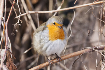 European robin sitting on branch and looking with curiosity. Beautiful and cute little fluffy bird with orange chest. Bird in wildlife.