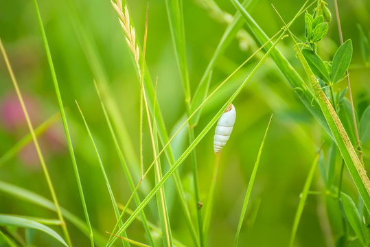 A shell on a long green stalk among the grass. Green beautiful meadow.
