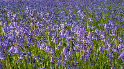 Bluebell flowers in green medow on a warm summers day