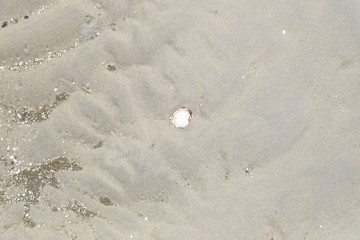 Shells on the sand