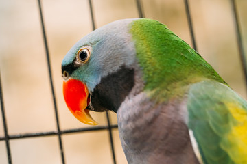 Lord Derby's Parakeet Or Psittacula Derbiana, Also Known As Derbyan Parakeet.