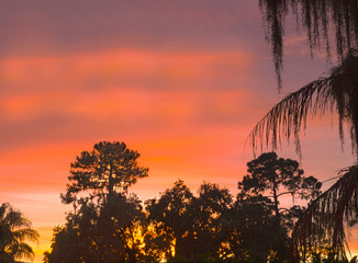 HDR Sunset over palms and pine trees