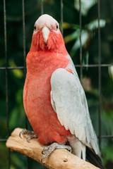 Galah Or Eolophus Roseicapilla, Also Known As The Rose-breasted Cockatoo, Galah Cockatoo, Roseate...
