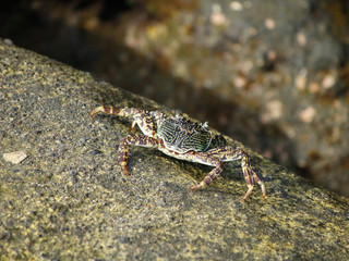 A small crab on a sea shore on a stone a sunny day