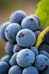 Détail d'une grappe de raison