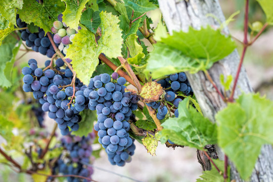 Grappes de raisin dans une vigne