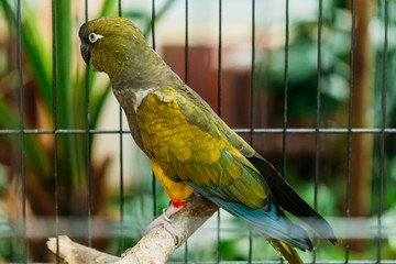 Burrowing Parrot Or Cyanoliseus Patagonus. It Is Also Known As The Patagonian Conure And Burrowing Parakeet.
