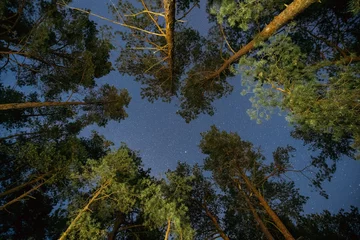 Natural Real Night Starry Sky Above Green Pine Trees In Forest Park © Grigory Bruev