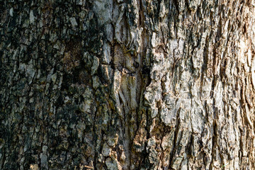 texture of bark wood use as natural background