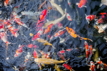 beautiful koi fish in pond