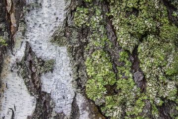 Moss on a birch