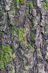 Moss on a birch