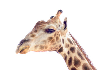 Close up shot of giraffe head isolate on white background