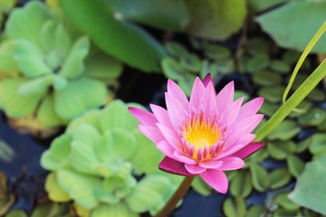 Fototapeta premium Lotus flower at beautiful in the nature.