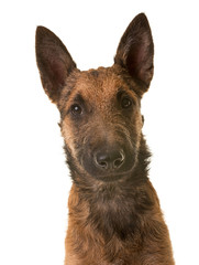 puppy belgian shepherd laekenois