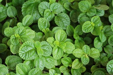 Pepper mint leaves in the nature.