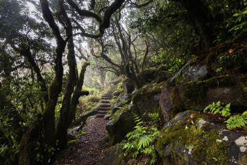 Obraz premium Misty laurel forest in Madeira
