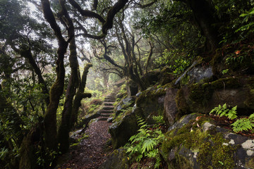 Misty laurel forest in Madeira