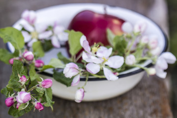 Beautiful, delicate apple blossoms and a red fruit lie in an enamel bowl on an old wooden table