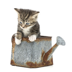 little kitten inside a rusty watering can © Claudia Paulussen