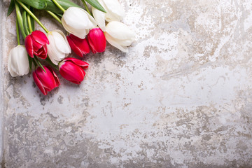 Bright red and white tulips flowers on grey textured  background.