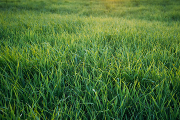 Natural Background Of Young Spring Green Sprouts Of Wheat In Field