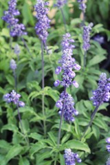 Purple salvia flowers at beautiful in garden